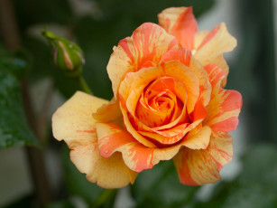 Картинка цветы розы роза макро лепестки бутон