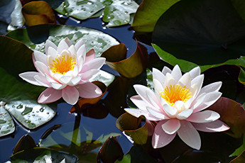 Картинка цветы лилии+водяные +нимфеи +кувшинки водяные лилии листья озеро