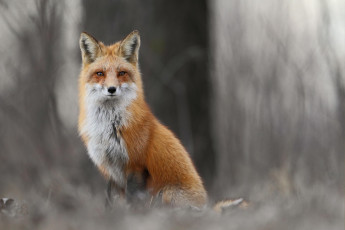 Картинка животные лисы лиса лес