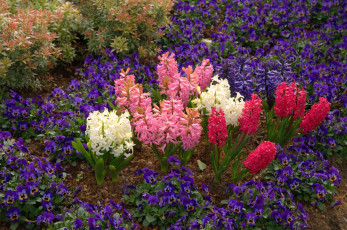 Картинка цветы разные+вместе нидерланды парк анютины глазки гиацинты