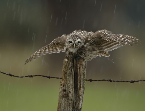 Обои картинки фото животные, совы, птица, забор, сова, капли, дождь