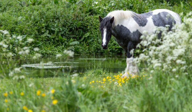 Обои картинки фото животные, лошади, трава, лошадь, вода