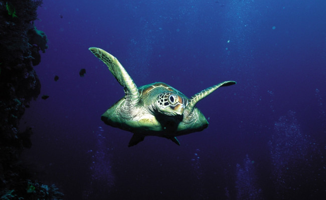 Обои картинки фото животные, Черепахи, черепаха, морская, плавание, море, вода, глубина, пузыри