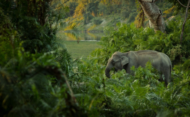 Обои картинки фото животные, слоны, заросли, джунгли