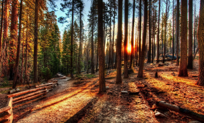 Обои картинки фото природа, лес, деревья, поляна, изгородь, солнце, закат