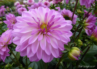 Картинка цветы георгины цветение розовый хризантемы