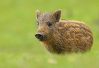 Картинка животные свиньи +кабаны окрас свинка милаха