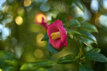 Картинка цветы камелии камелия бутон розовая лепестки листья цветение нежность