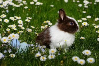 Картинка животные кролики +зайцы яйца цветы животное ромашки трава крашенки пасха кролик