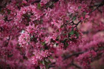Картинка цветы цветущие+деревья+ +кустарники ветка листья яблони branch leaves flowers apple