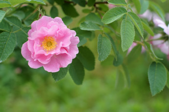 Картинка цветы розы роза бутон розовая лепестки цветение