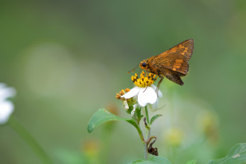 Картинка животные бабочки +мотыльки +моли усики окрас крылья бабочка