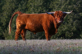 Картинка животные коровы +буйволы большой рога бык шкура шерсть