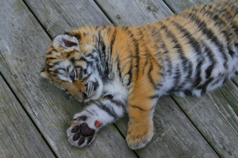 Картинка животные тигры тигрёнок взгляд тигр кошка амурский котёнок камень мох