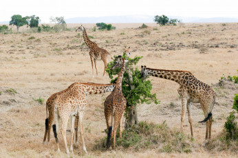 Картинка животные жирафы животное окрас жираф