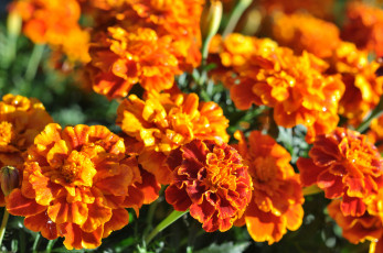 обоя цветы, бархатцы, marigold, bushes, flowering, orange, yellow, цветение, кустики, желтые