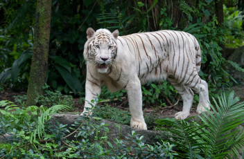 Картинка животные тигры тигр отдых кошка амурский