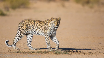 Картинка животные леопарды леопард окрас шкура