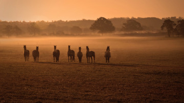 Картинка животные лошади кони поле туман