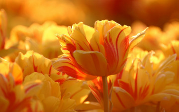 Картинка цветы тюльпаны поле полосатые желтые