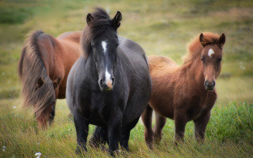 Картинка животные лошади поле кони природа