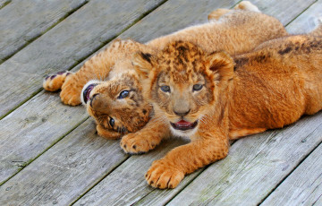 Картинка животные львы язык лев кошка забавный