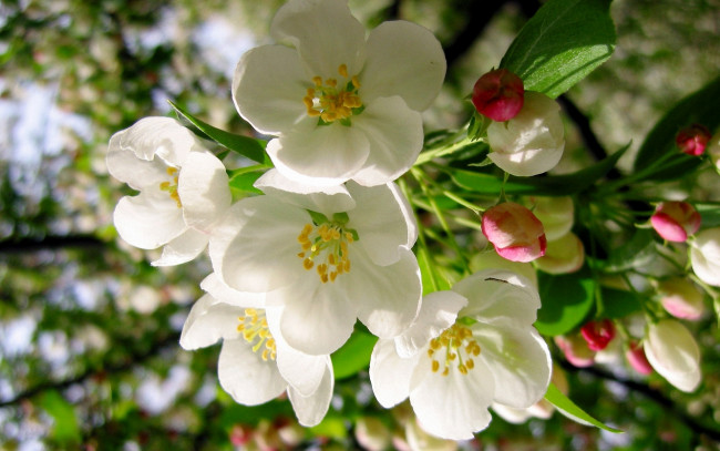Обои картинки фото цветы, цветущие деревья ,  кустарники, нежные, цветение, бутоны, apple, tree, макро, ветка, яблоня