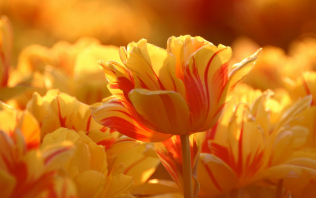 Обои картинки фото цветы, тюльпаны, поле, полосатые, желтые