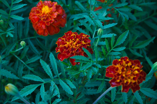 Обои картинки фото цветы, бархатцы, flowering, orange, yellow, цветение, кустики, желтые, marigold, bushes