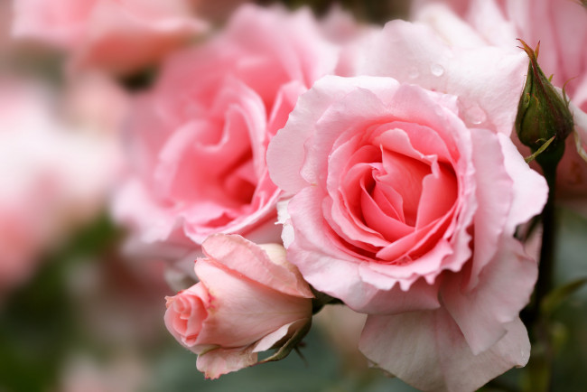Обои картинки фото цветы, розы, bud, rose, цветение, листья, лепестки, роза, бутон, blossoms, leaves, petals