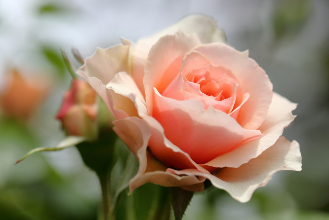 Обои картинки фото цветы, розы, розовая, роза, цветение, лепестки, листья