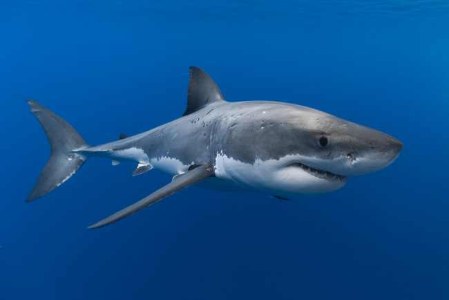 Обои картинки фото животные, акулы, акула, вода, большая