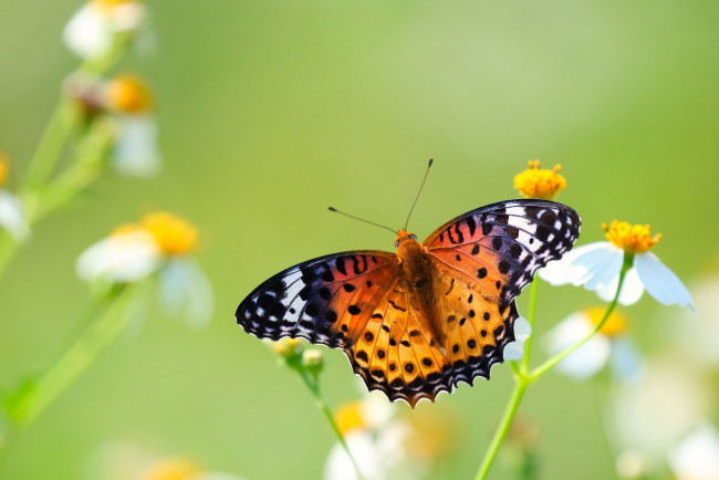 Обои картинки фото животные, бабочки,  мотыльки,  моли, усики, крылья, окрас, бабочка