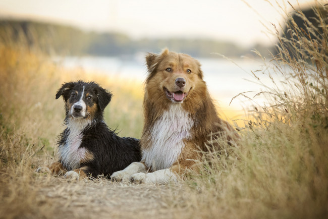 Обои картинки фото животные, собаки, собака, прогулка, трава