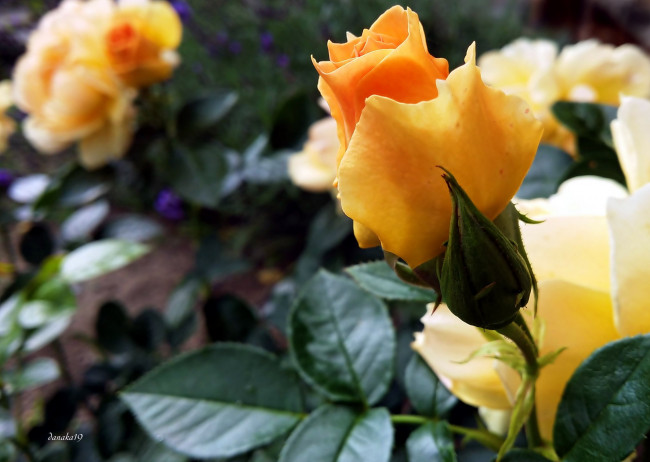 Обои картинки фото цветы, розы, бутон, персиковый