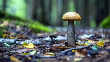 обоя природа, грибы, подосиновик, осень, листья