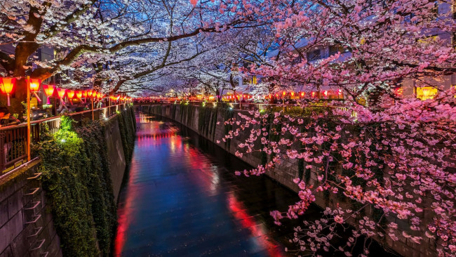 Обои картинки фото города, токио , япония, парк, канал, цветущие, деревья