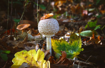 обоя природа, грибы, гриб, зонтик