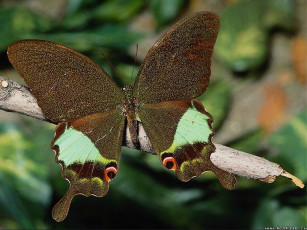 Картинка бабочка животные бабочки