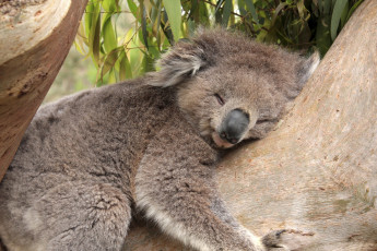 Картинка животные коалы дерево соня