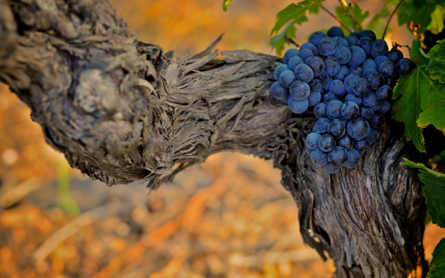 Обои картинки фото природа, Ягоды, виноград, ветка