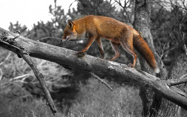 Обои картинки фото животные, лисы, рыжая, дерево
