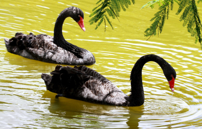 Обои картинки фото животные, лебеди, черный, пара, вода