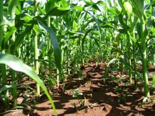 Картинка природа поля кукуруза поле