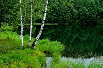 Картинка природа реки озера березы