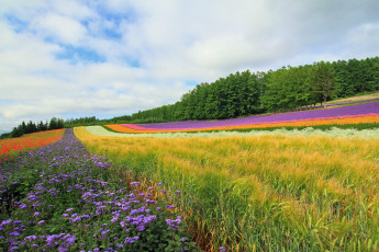 Картинка природа поля поле цветы