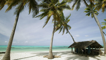 Картинка природа тропики песок берег море пальмы