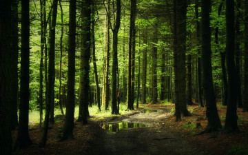 Картинка природа лес дорога