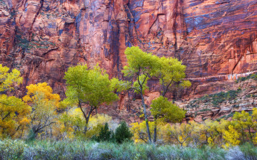 Картинка zion fall природа горы деревья трава отвесные скалы