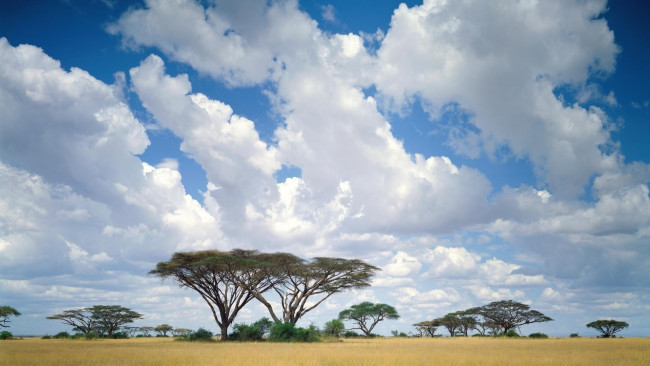 Обои картинки фото природа, деревья, небо, облака, саванна